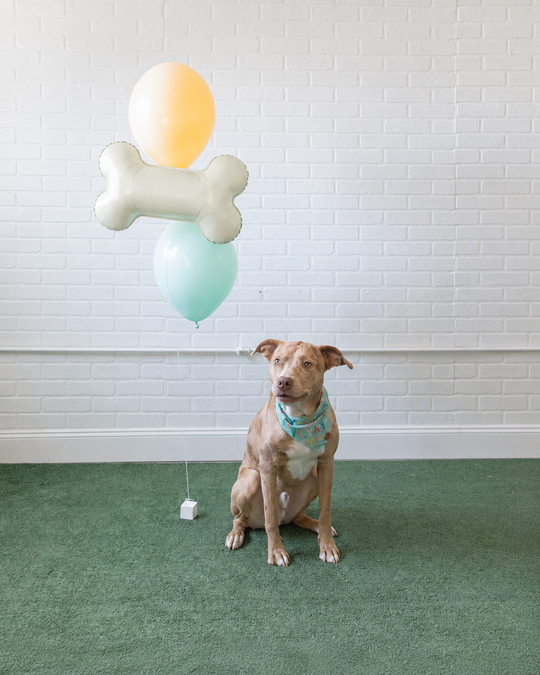Can You Dig It - Foil and 11in Balloons - bouquet of 3