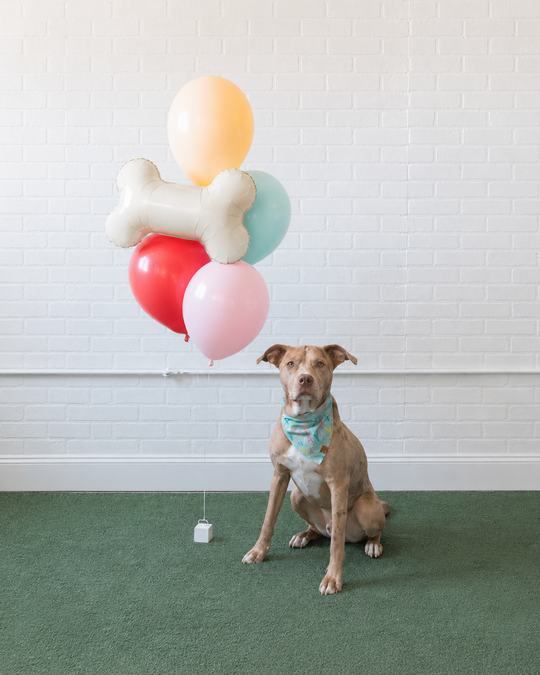 Can You Dig It - Foil and 11in Balloons - bouquet of 5