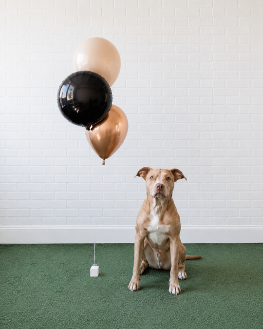 Demure Dog/Couture Cat - Foil and 11in Balloons - bouquet of 3