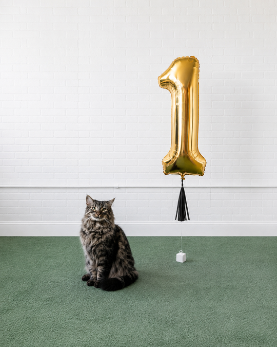 Demure Dog/Couture Cat - Individual Floating Foil Number with Skirt