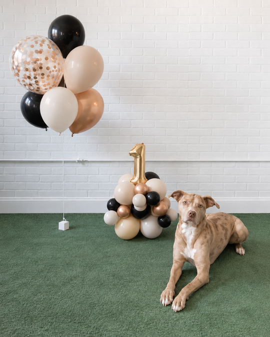 Demure Dog/Couture Cat - The Pupular Set