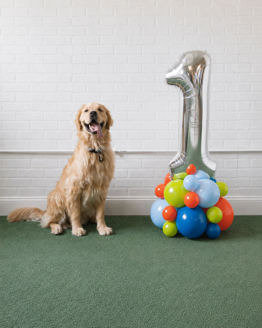 Go Fetch - 34in Number with Base