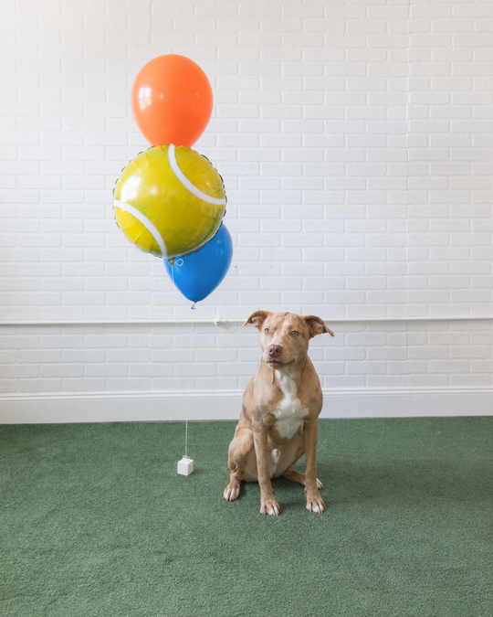 Go Fetch - Foil and 11in Balloons - bouquet of 3