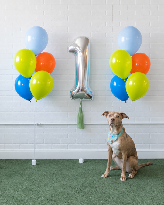 Go Fetch - The Furever Festive