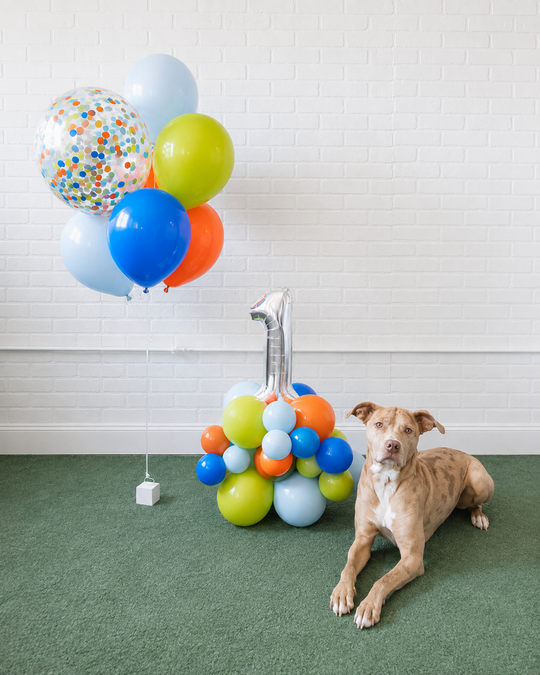 Go Fetch - The Pupular Set