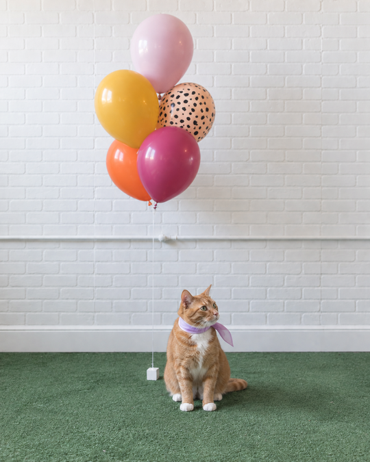Meowza - 11in Balloons Bouquet