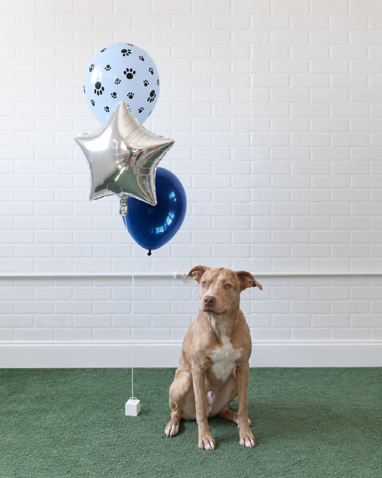 Paw Prince - Foil and 11in Balloons - bouquet of 3