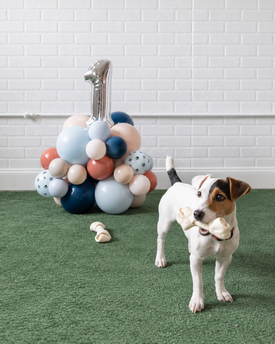 Paw Prince - Number Pedestal - 1.5FT