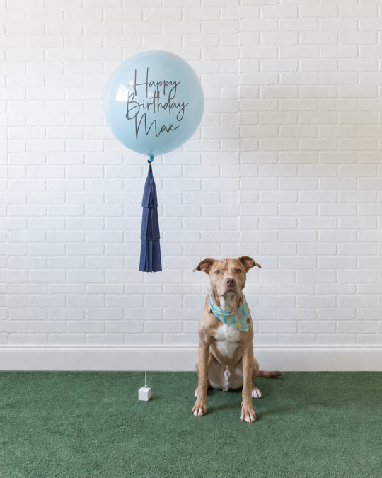 Paw Prince - Orb with Midi Skirt