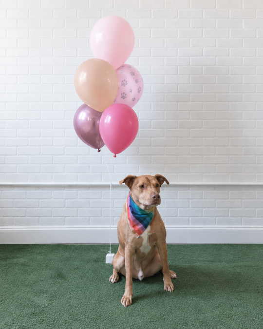 Princess Pooch - 11in Balloons Bouquet