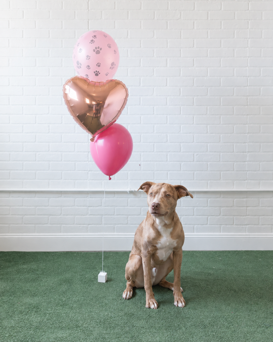 Princess Pooch - Foil and 11in Balloons - bouquet of 3