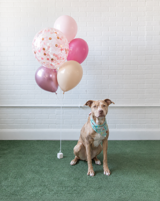 Princess Pooch - Mini Confetti and 11in Balloons - bouquet of 7
