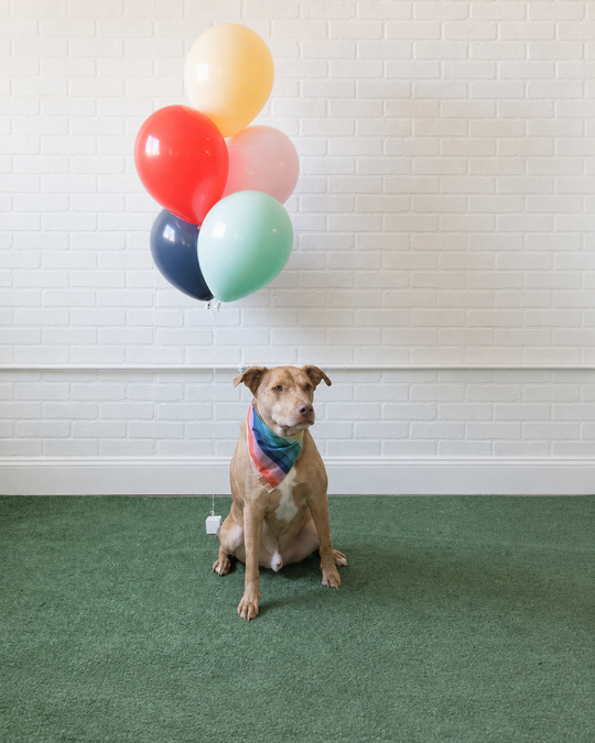Can You Dig It - 11in Balloons Bouquet