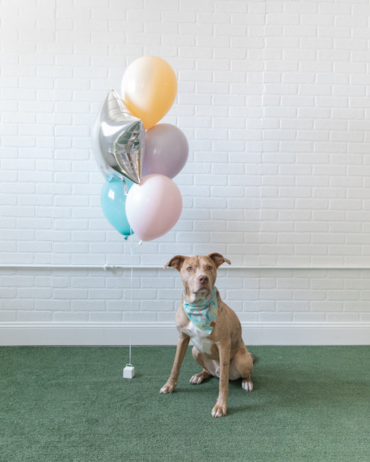 Soft Rainbow - Foil and 11in Balloons - bouquet of 5