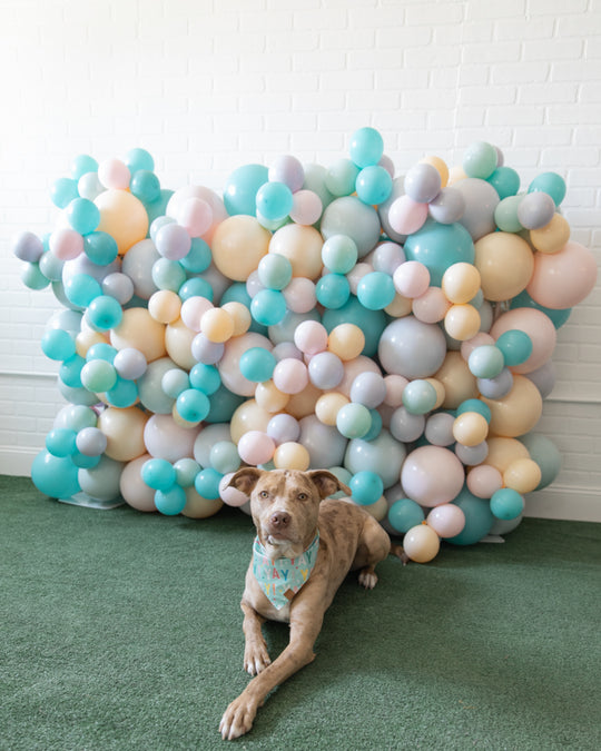 Go Fetch - Mini Balloon Wall - 4ft
