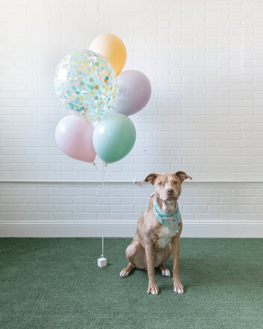 Meowza - Mini Confetti and 11in Balloons - bouquet of 7