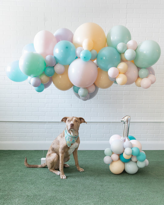 Go Fetch - The Ulti-Mutt