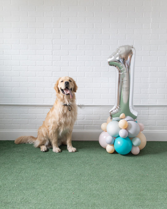 Paw Prince - 34in Number with Base