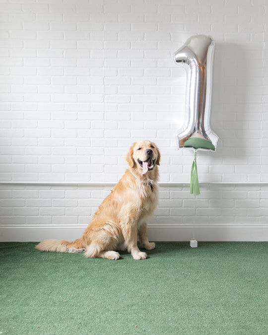 Princess Pooch - Individual Floating Foil Number with Skirt