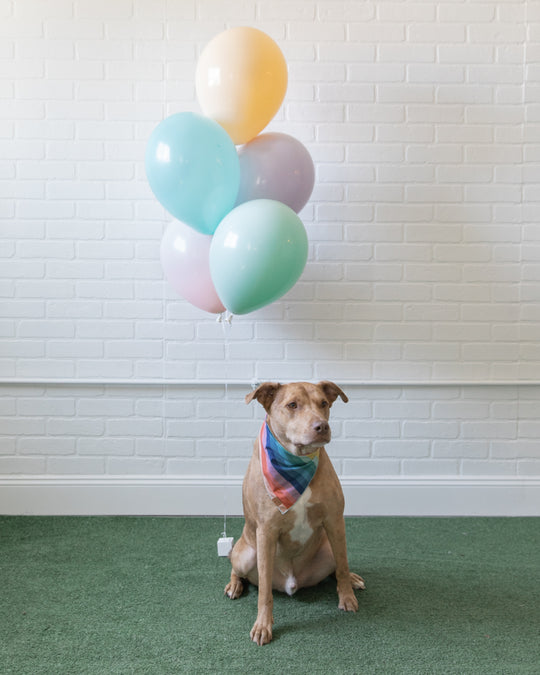 Meowza - 11in Balloons Bouquet