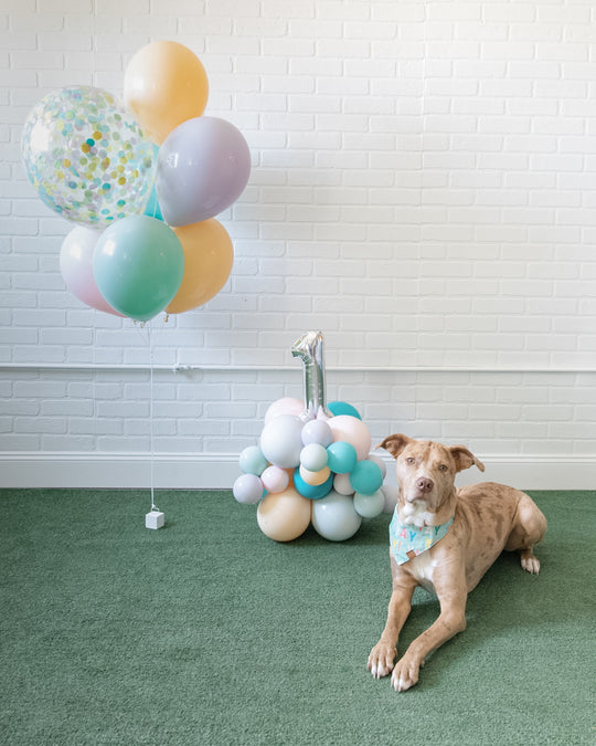 Go Fetch - The Pupular Set