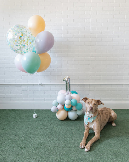 Soft Rainbow - The Pupular Set